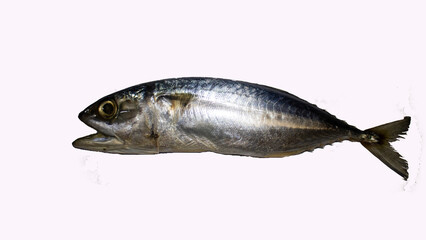 Mackerel on a white background