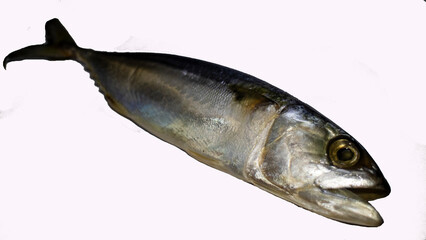 Mackerel on a white background