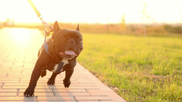  A black French bulldog on a leash runs next to a woman at sunset in the summer. Professional dog walker in the park