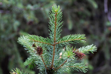 top of a young Christmas tree in the forest