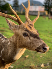 Spotted Deer Stag (Axis Axis animal closeup)