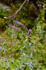 branch of blooming sage