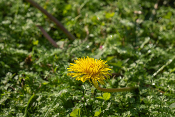 dandelion flowers on green grass background