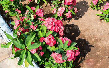 Euphorbia Milii  a Crown-of-thorns