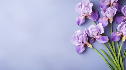 Fototapeta na wymiar Beautiful Iris Flowers Mothers day concept