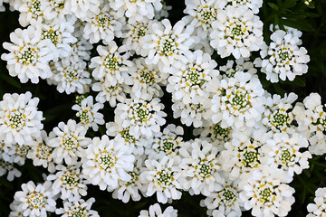 Evergreen candytuft, Iberis sempervirens, also known as perennial candytuft, an early spring flower