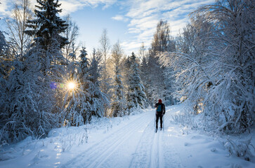 One man is skiing on ski track in white winter forest, low winter sun shining through the snow covered trees, Rönnby, Västerås, Sweden - obrazy, fototapety, plakaty