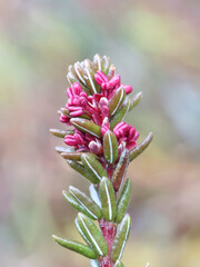Crowberry, Empetrum nigrum, also known as Black crowberry or Mossberry, wild plant from Finland