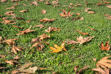 fallen autumn leaves on green grass