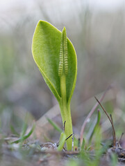 Adderstongue fern, Ophioglossum vulgatum, also known as adder's-tongue or southern adders-tongue, wild plant from Finland