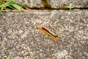 a brown caterpillar crawling on the stone floor