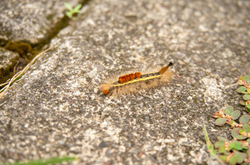 a brown caterpillar crawling on the stone floor