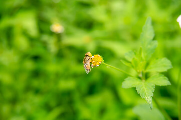 A small bee perched on a wild white flower with a bokeh background