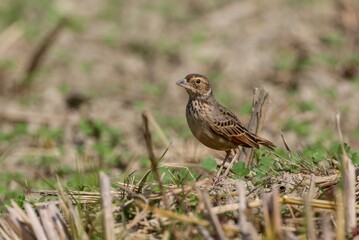 Bengal bush lark on ground.Bengal bush lark (Mirafra assamica) or Bengal lark is a species of lark in the family Alaudidae found in southern Asia.