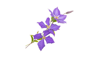 Three purple flowers, leaves and buds bouquet isolated transparent png. Blue clematis Jackmanii...