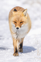 Japan fox