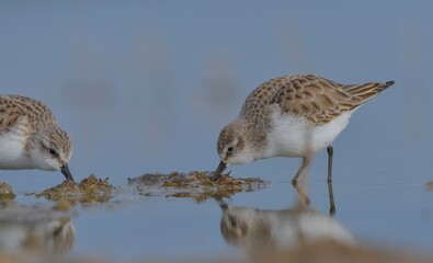 Little Stint (Calidris minuta) is a wetland bird that lives in the northern parts of the European and Asian continents. It feeds in swampy areas.