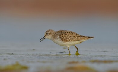 Little Stint (Calidris minuta) is a wetland bird that lives in the northern parts of the European and Asian continents. It feeds in swampy areas.