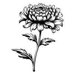 chrysanthemum flower illustration