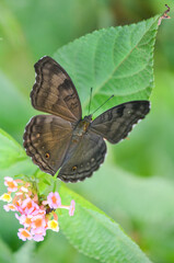 butterfly on a flower