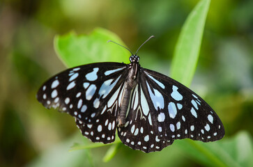 butterfly on leaf