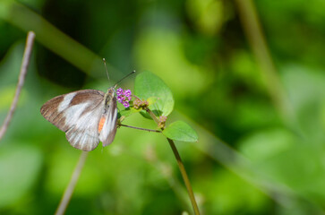 butterfly on leaf