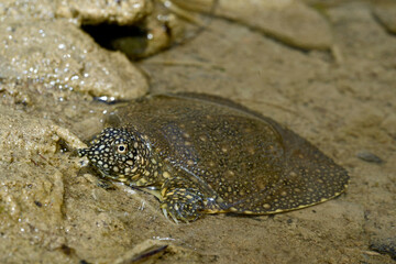 junge Nil-Weichschildkröte // juvenile African softshell turtle (Trionyx triunguis) - Dalyan, Türkei