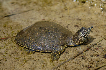 junge Nil-Weichschildkröte // juvenile African softshell turtle (Trionyx triunguis) - Dalyan, Türkei