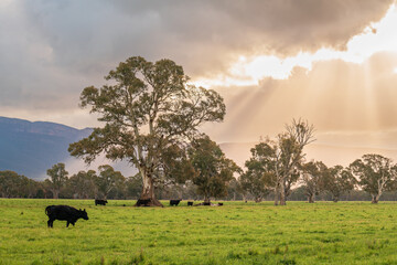 Cows grazing on a dairy farm in rural Victoria at sunset time after the rain, Australia