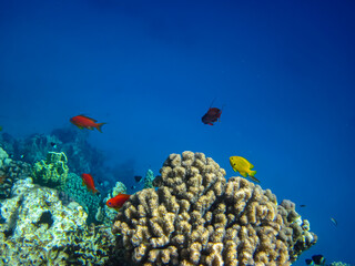 Sea goldie in the expanses of the coral reef of the Red Sea