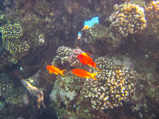 Naklejka premium Sea goldie in the expanses of the coral reef of the Red Sea