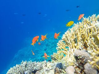 Sea goldie in the expanses of the coral reef of the Red Sea