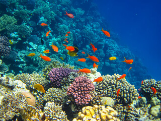 Naklejka na ściany i meble Sea goldie in the expanses of the coral reef of the Red Sea