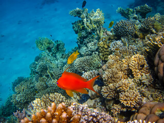 Fototapeta na wymiar Sea goldie in the expanses of the coral reef of the Red Sea