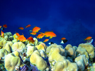 Sea goldie in the expanses of the coral reef of the Red Sea