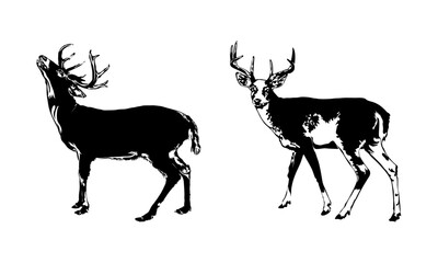 Deer Animal SVG Graphic Design