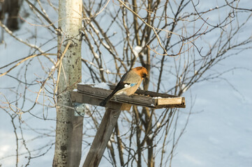 Eurasian jay (Garrulus glandarius) sits on a bird feeder in the winter. Photo project Birds