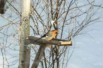 Eurasian jay (Garrulus glandarius) sits on a bird feeder in the winter. Photo project Birds