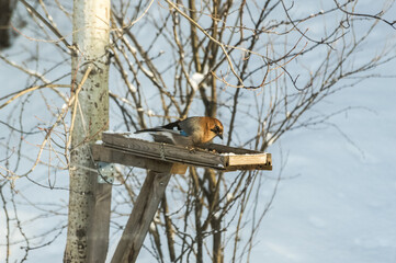 Eurasian jay (Garrulus glandarius) sits on a bird feeder in the winter. Photo project Birds