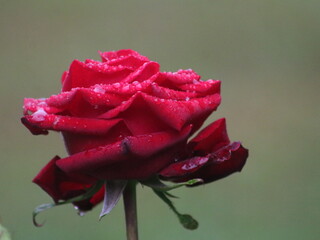 Red rose on a bush with a bud