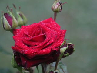 Red rose on a bush with a bud