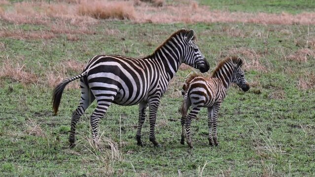 Mother zebra with her young cub at the Maasai Mara National Reserve in Kenya