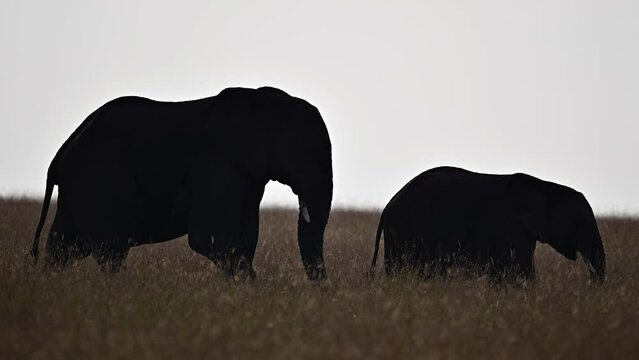 A mother elephant with her baby at the Maasai Mara National Reserve in Kenya