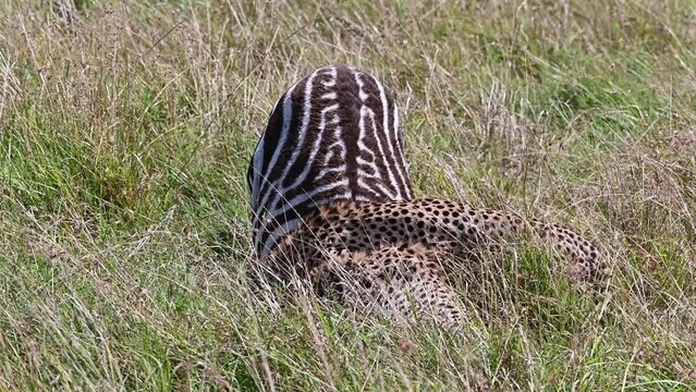 Cheetahs feeding on their prey at the Maasai Mara National Reserve in Kenya