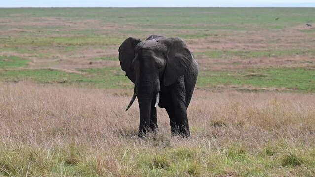 A massive male African elephant at the Maasai Mara National Reserve in Kenya