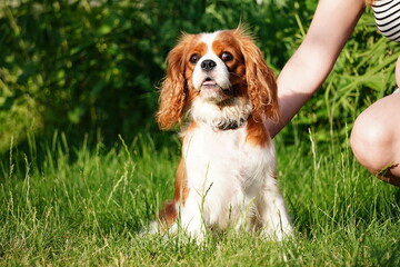 Portrait of Cavalier King Charles dog on grass background. The dog is looking at the camera