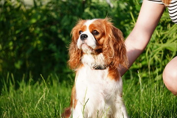 Portrait of a Dog Cavalier King Charles on a grass background. Cute Cavalier King Charles Spaniel on a walk in the park on a summer evening