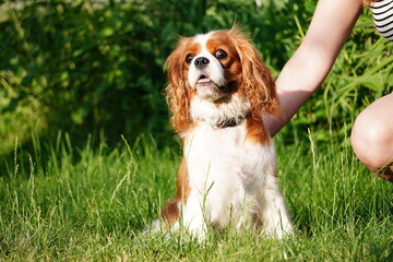 Cute Cavalier King Charles Spaniel on a walk in the park on a summer evening. Portrait of a Dog Cavalier King Charles on a grass background