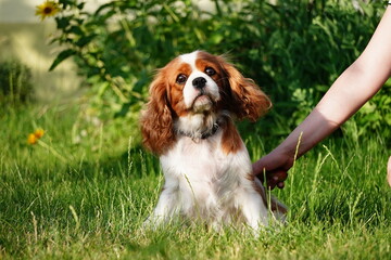 Portrait of Cavalier King Charles dog on grass background. The dog is looking at the camera