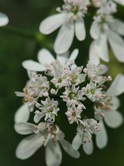 Coriander white flowers also known as cilantro